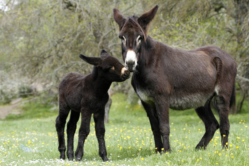 Cuidar de um burro, cuidar de um amigo