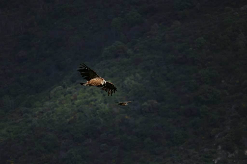 Passeio fotográfico – A natureza das Arribas