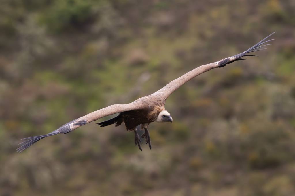 Observação de aves com especialistas