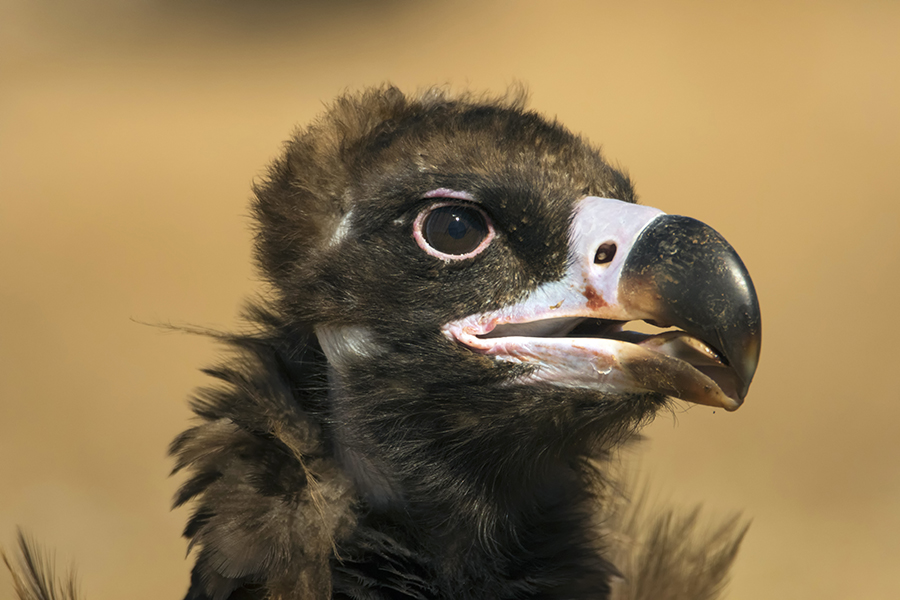 Observação de aves rupícolas no Douro Internacional