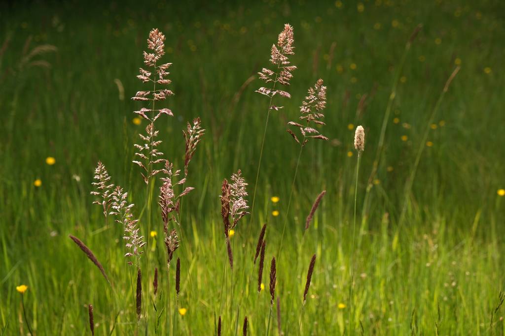 Etnoflora do Parque Natural do Douro Internacional