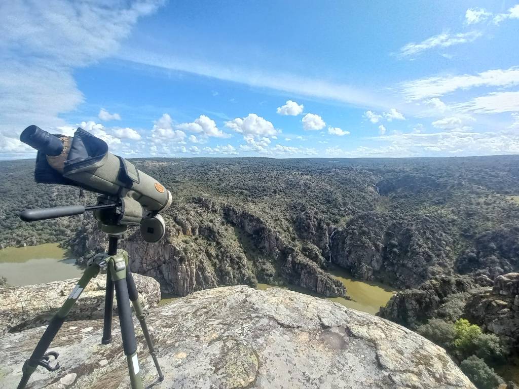 Monitorização e observação de aves rupícolas