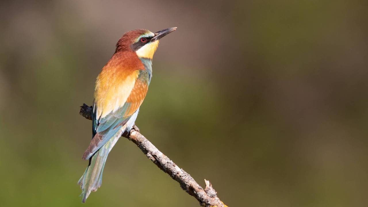 Abelharuco (Merops apiaster)