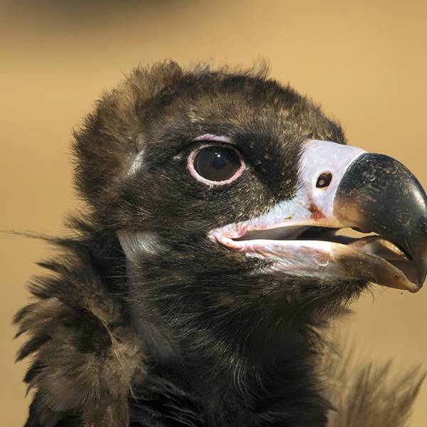 Observação de aves rupícolas no Douro Internacional