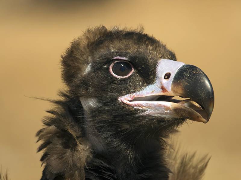 Observação de aves rupícolas no Douro Internacional
