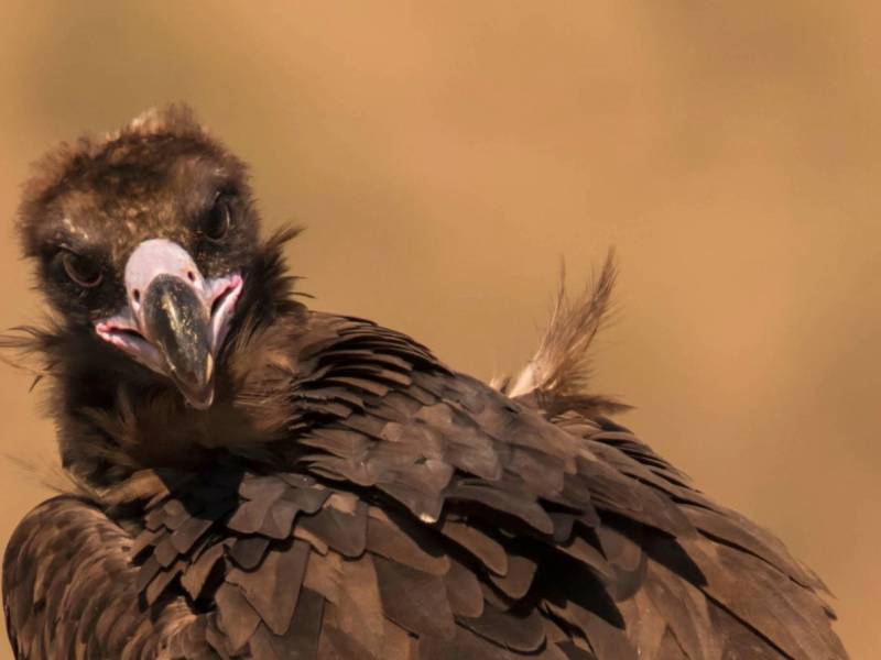 Observação de aves rupícolas no Douro Internacional
