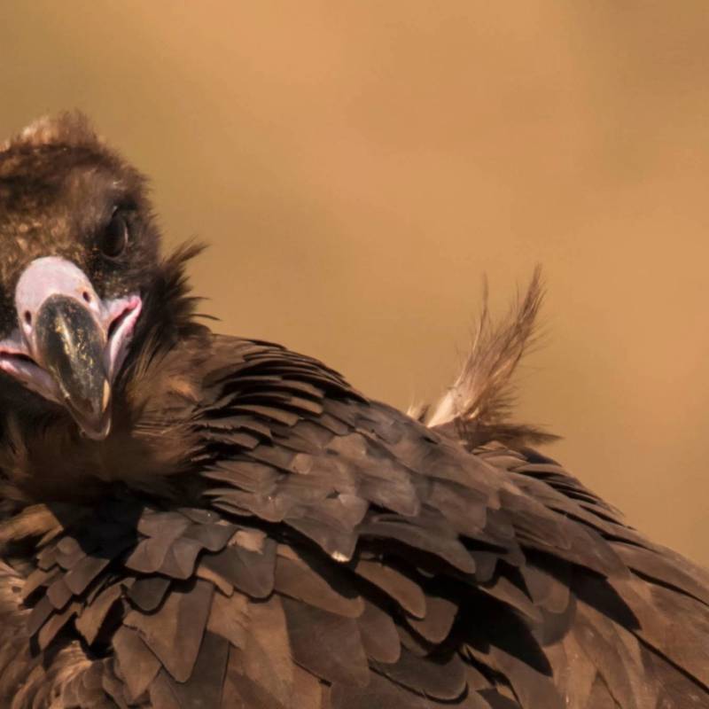 Observação de aves rupícolas no Douro Internacional