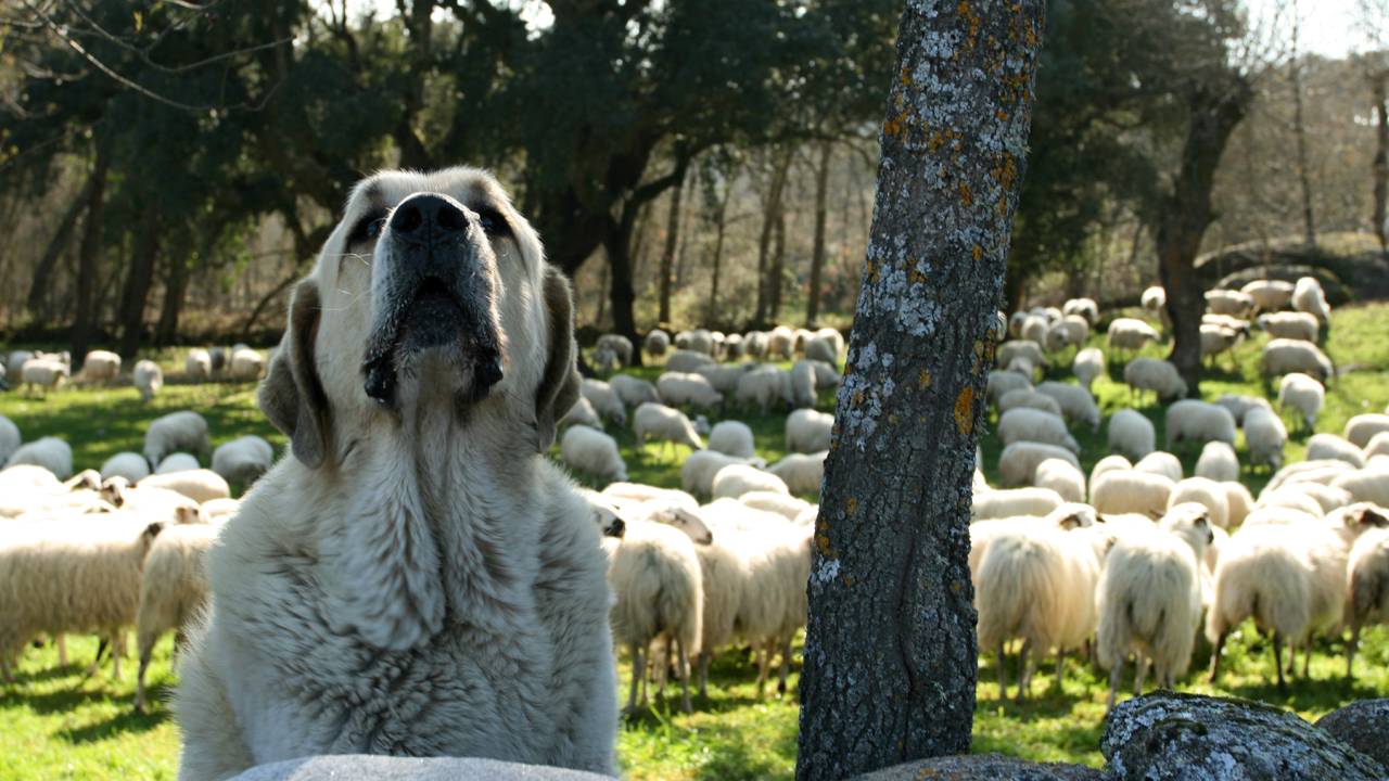 Sinergia - cão gado
