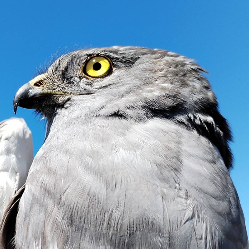 Tartaranhão Survival