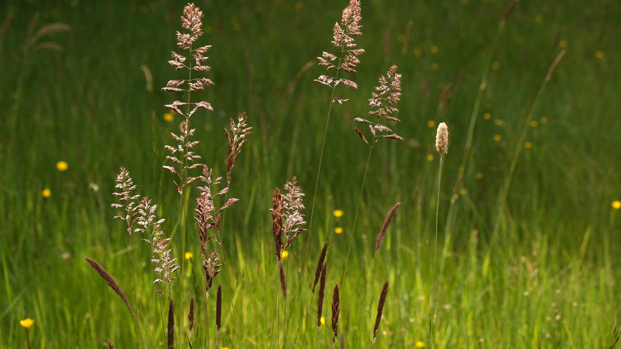 etnoflora